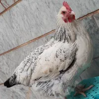 خروس سلطان  و مرغ دورگه پاپری تخمگذار