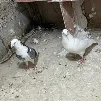 کفتر