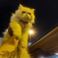 پرشین سوپر فلت کامل سفید