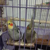 عروس هلندی نر ماده جفت|پرنده|پاکدشت, پاکدشت (مامازند)|دیوار