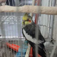 عروس هلندی های نر و ماده همه بالغ بالای دوسال|پرنده|بابل, |دیوار