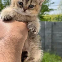 گربه بریتیش و اسکاتیش فولدگلدی(طلا)