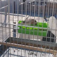 جوجه سهره|پرنده|ایلام, |دیوار