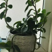 گیاه قاشقی پر ریشه