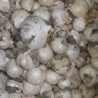 موسیر تازه