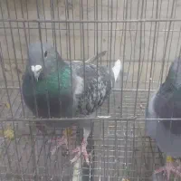 کبوتر طوقی پلاکی زاغ آبادنی اصل|پرنده|فولادشهر, B4|دیوار
