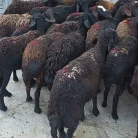 ۲۵راس شیشک بره ماده قزل افشار
