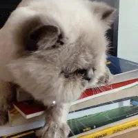 دخترم پشمک نژادش هیمالین|گربه|پردیس, فاز ۹|دیوار