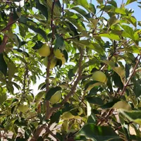 فروش زمین ۵۰۰ متری در تهرانپارس غربی|فروش زمین و ملک کلنگی|تهران, تهرانپارس غربی|دیوار