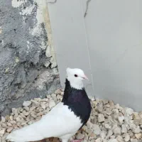 طوقی سیاه ماده|پرنده|گله دار, |دیوار