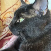 گربه گمشده|حیوانات|اصفهان, مصلی|دیوار