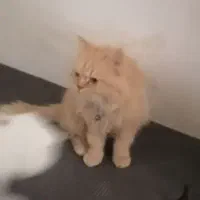 گربه پرشین|گربه|مشهد, حضرت حجت|دیوار