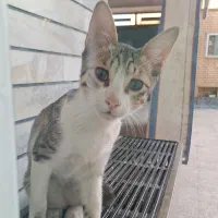 واگذاری گربه