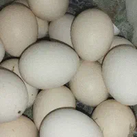 تخم مرغ محلی تازه تضمینی