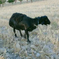 قوچ یک ساله قیمت ۳۰میلیون|حیوانات مزرعه|ماهنشان, |دیوار