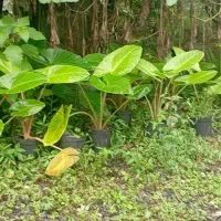 فروش بابا آدم|گل و گیاه طبیعی|رحیم‌آباد, |دیوار