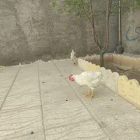 خروس|حیوانات مزرعه|کوهدشت, |دیوار