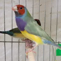 فروش جوجه فنچ گلدین|پرنده|کرمان, |دیوار