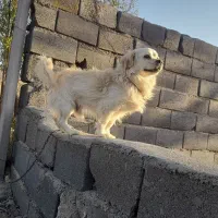 سگ پاپی نر