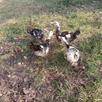 چهارعدد اردک اسراییلی  فوری فوری