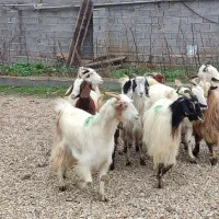 گوسفند زنده وبز آبستن وکشتاری درجه یک|حیوانات مزرعه|قائم‌شهر, |دیوار