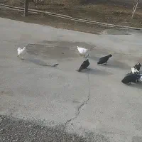 کبوتر . ارزان|پرنده|کشاورز, |دیوار