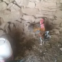 خروس و مرغ و تخم مرغ نطفه دار|حیوانات مزرعه|بیرجند, |دیوار