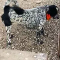 واگزاری نر وماده