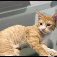 گربه نارنجی حمایتی