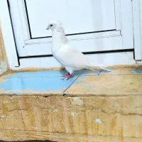 کبوتر سفید ماده|پرنده|چرداول, |دیوار