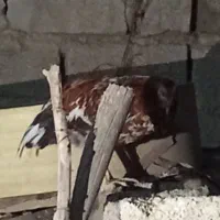 خروس
