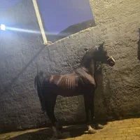 دوعدداسب نریون دره شور و کرد|اسب و تجهیزات اسب‌سواری|قم, جمکران|دیوار