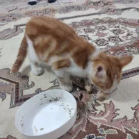 واگذاری بچه گربه|گربه|مشهد, بهمن|دیوار