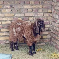 کهر نر|حیوانات مزرعه|نیمروز, |دیوار