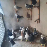 کفتر  المانی و رنگه