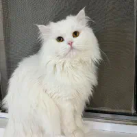 گربه پرشین کلاسیک اصیل