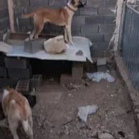 سگ افغان خالص|سگ|تهران, کیانشهر|دیوار