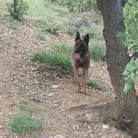 مالینویز
