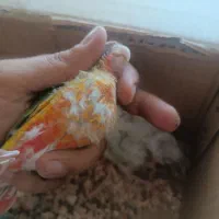 جوجه گیرینچیک  آناناسی رد و دبل رد
