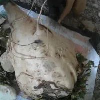 چغندر گلی|لوازم جانبی حیوانات|سده (خراسان جنوبی), |دیوار