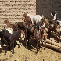 فروش بز پاکستانی|حیوانات مزرعه|تربت جام, میان جام|دیوار