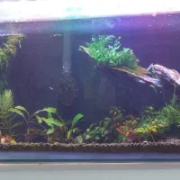 اکواریوم شیشه خم سالم