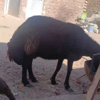 میش وبره بوری|حیوانات مزرعه|خاش, |دیوار