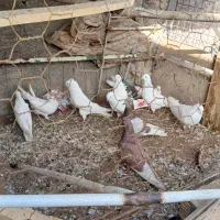 کبوتر|پرنده|بروجن, |دیوار