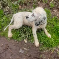 توله سگ شکاری سیتر انگلیس اصل