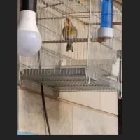 سهره|پرنده|پاکدشت, حصار امیر|دیوار