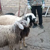 دوعدد قوچ شال و دوعدد میش بره جوان