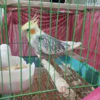 یک جفت عروس هلندی روی تخم