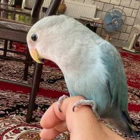 کوتوله برزیلی