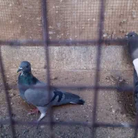 کبوترخانگی